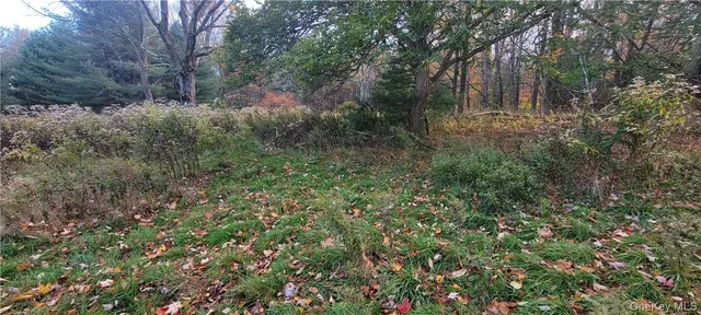 a view of a forest with trees in the background
