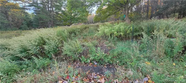 a view of a lush green forest
