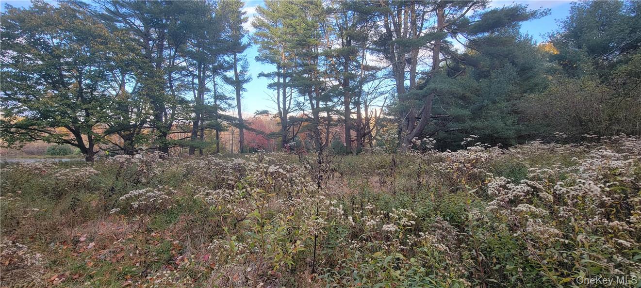 1195 State Rt 17B Mongaup Valley, NY 12762 - Photo 10 of 25 a view of a forest that has a tree