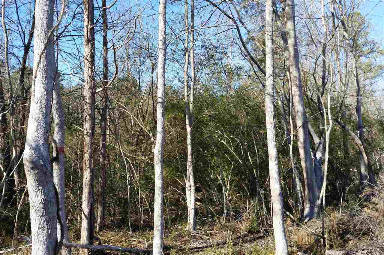 Chicken Bridge Road Pittsboro, NC 27312 - Photo 7 of 12 Wooded Area Near Creek