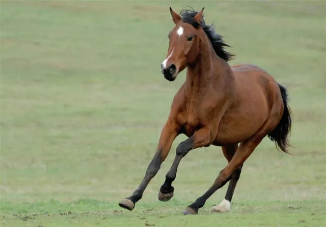 $1,549,000 | 11630 Flynn Court, Winter Garden, FL 34787