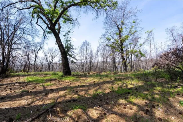 a view of dirt yard with a large tree