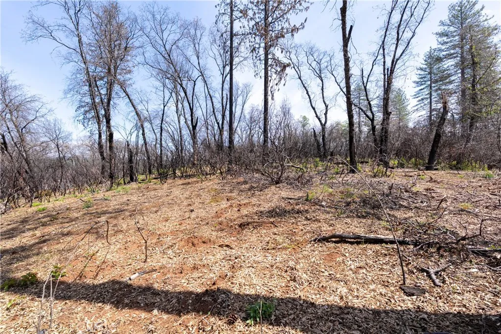 0 Toll Gate Way Magalia, CA 95954 - Photo 29 of 62 a view of dirt yard with a large tree