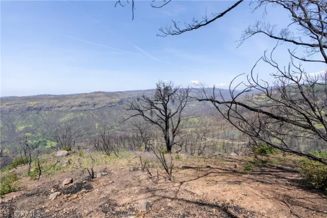 a view of a forest with lots of trees