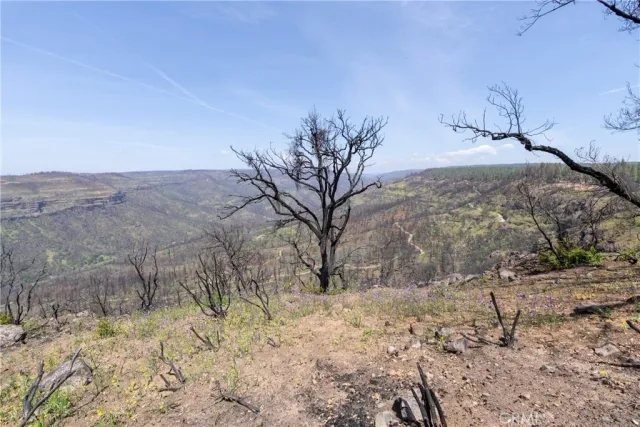 a view of backyard with tree