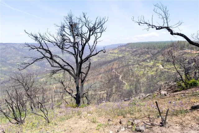 a view of yard with trees