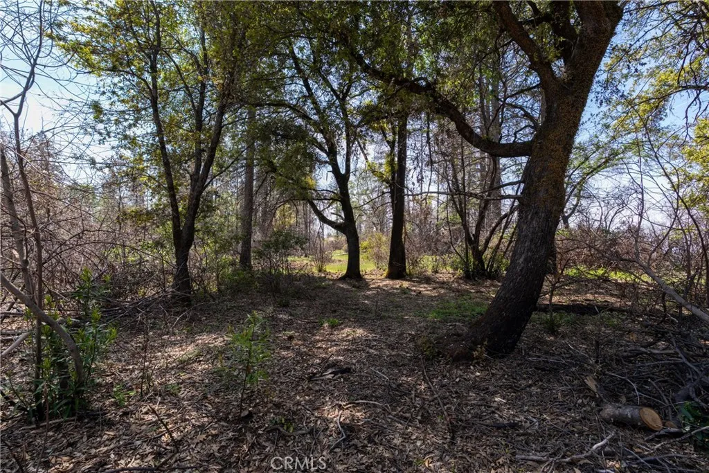 0 Toll Gate Way Magalia, CA 95954 - Photo 46 of 62 a view of a forest with lots of trees