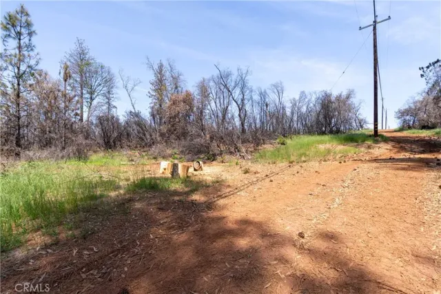 a view of a yard with large trees