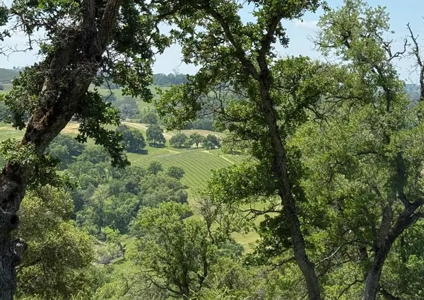 a view of a forest with a tree