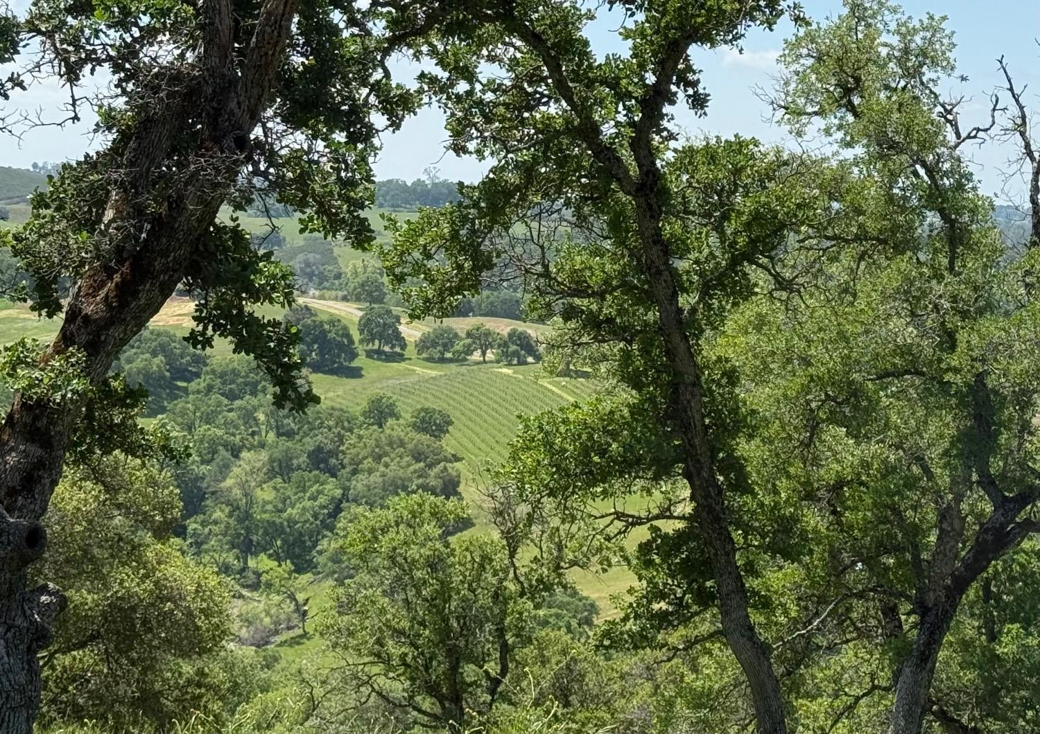 a view of a forest with a tree