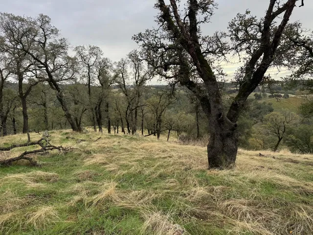 a large tree in the middle of a yard