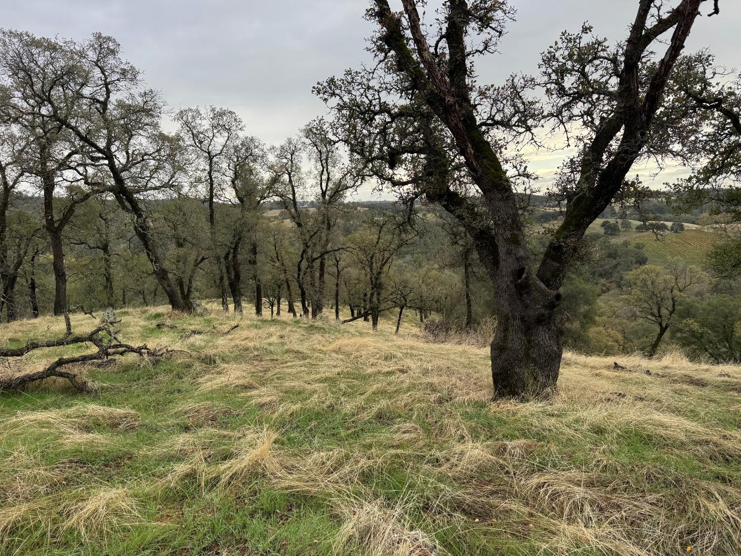 0 Vaira Ranch Road Drytown, CA 95699 - Photo 12 of 26 a large tree in the middle of a yard