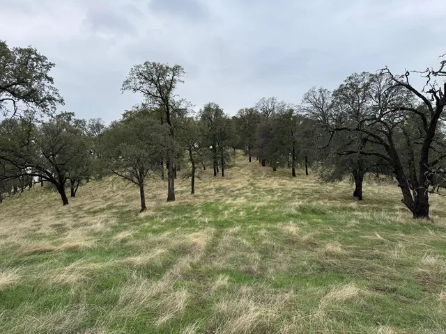 a view of outdoor space with trees all around