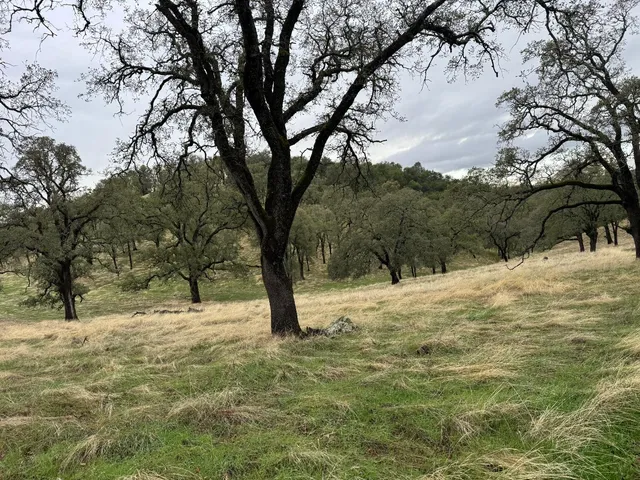 a view of empty space with trees
