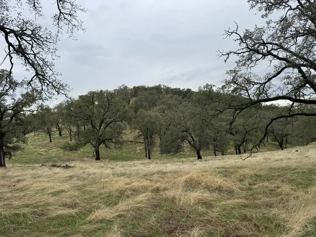 a view of outdoor space with trees