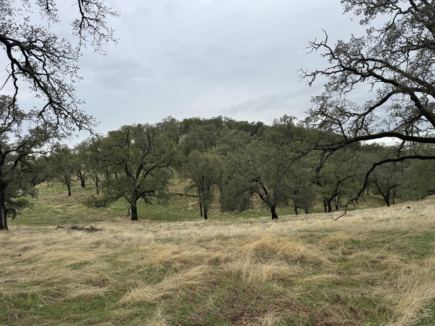 0 Vaira Ranch Road Drytown, CA 95699 - Photo 18 of 26 a view of outdoor space with trees