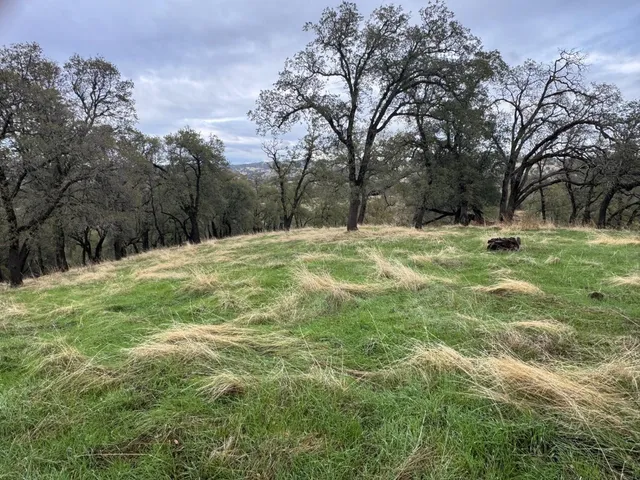 a backyard of a house with large trees