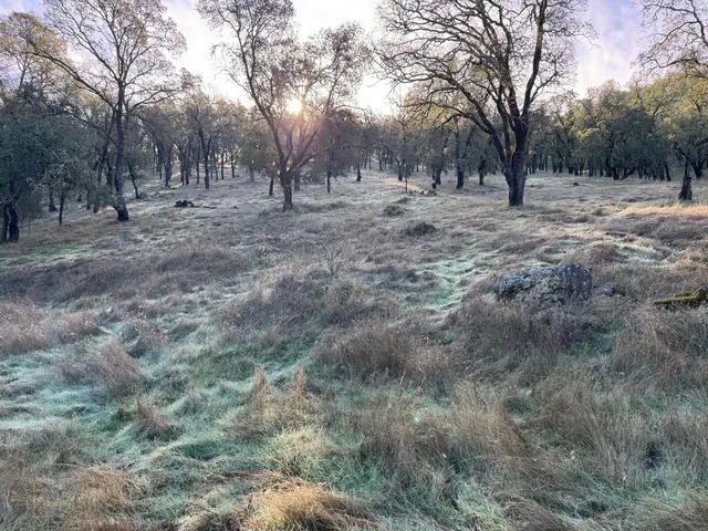 a view of dirt yard with trees