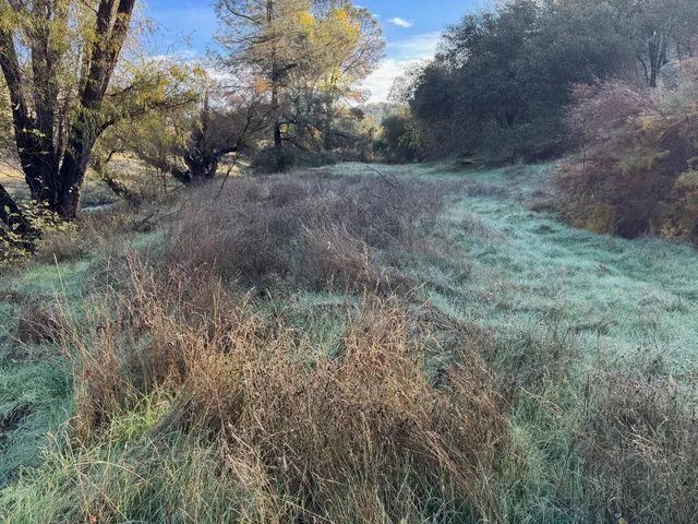 a view of a dry yard with trees