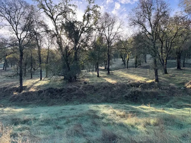 a view of a forest with trees in the background