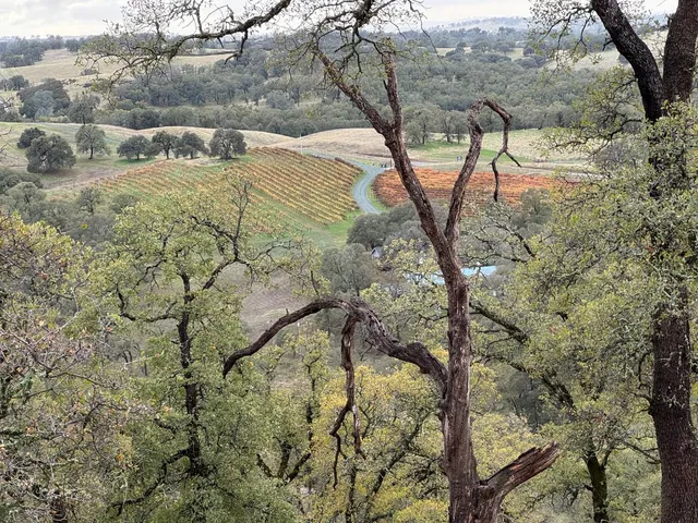 a view of a yard with large trees