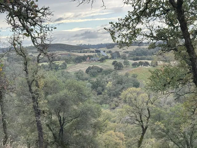 a view of a yard with large trees
