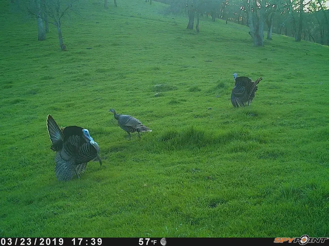a green field with some trees in the background