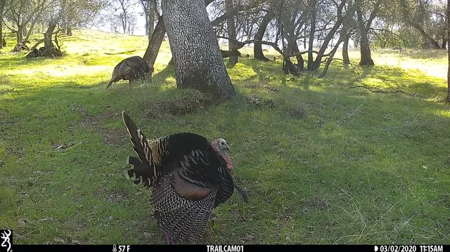 a backyard of a house with table and chairs and a fire pit