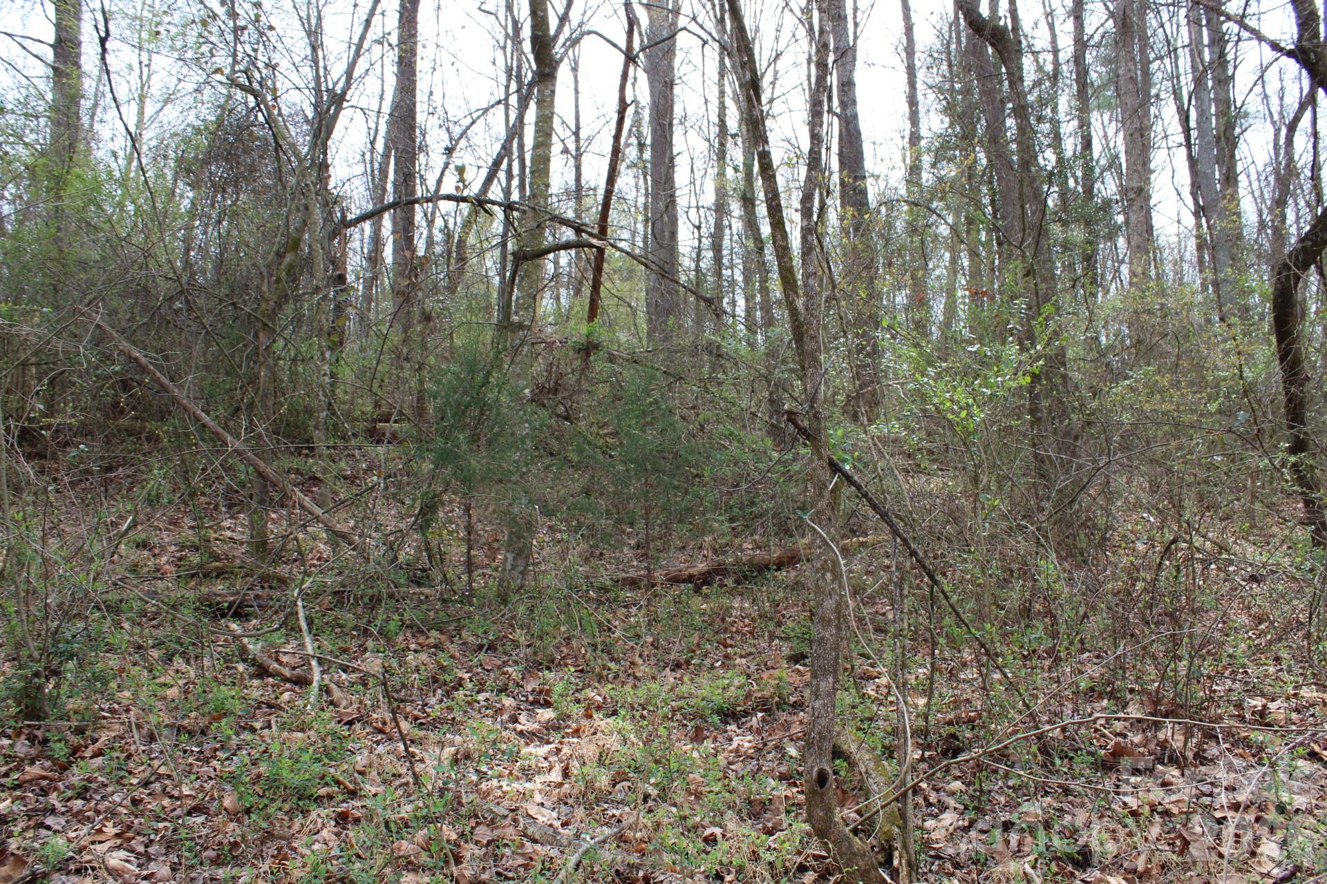 0 Vashti Road Hiddenite, NC 28636 - Photo 27 of 38 a view of forest