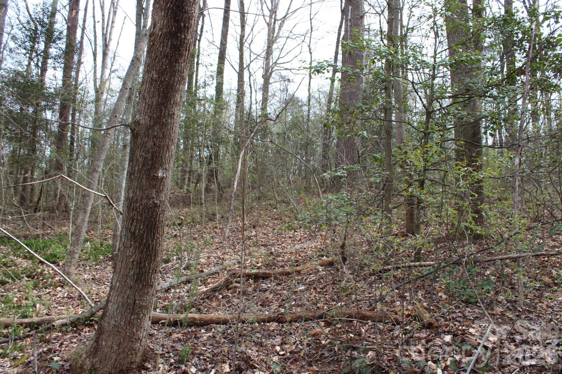0 Vashti Road Hiddenite, NC 28636 - Photo 30 of 38 a view of a forest with trees in front of it