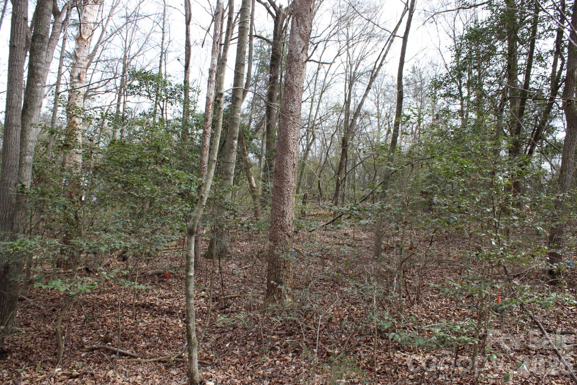 0 Vashti Road Hiddenite, NC 28636 - Photo 35 of 38 a view of a forest with trees