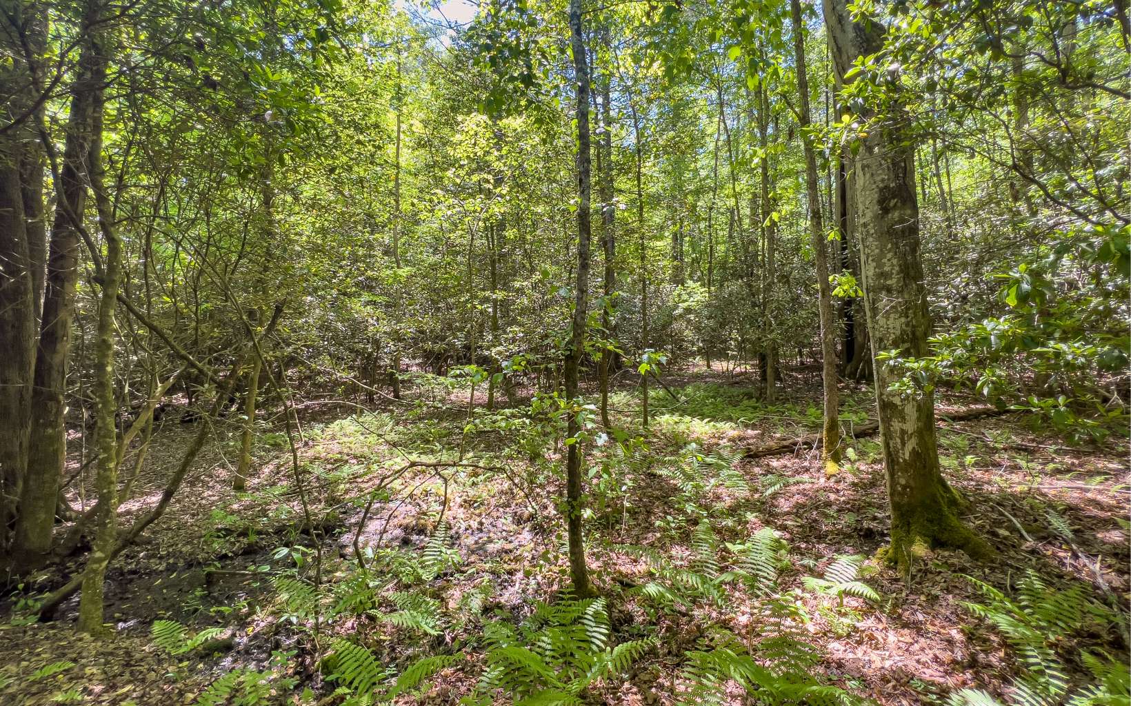 9.33 A Havanogotta Road Mineral Bluff, GA 30559 - Photo 5 of 48 Additional View