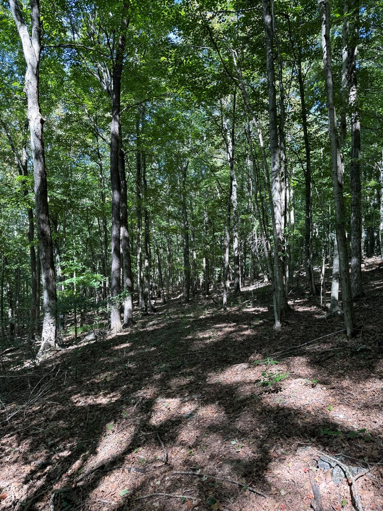 Tbd Shuler Hollow Road Chilhowie, VA 24319 - Photo 5 of 8 Gallery Image 5