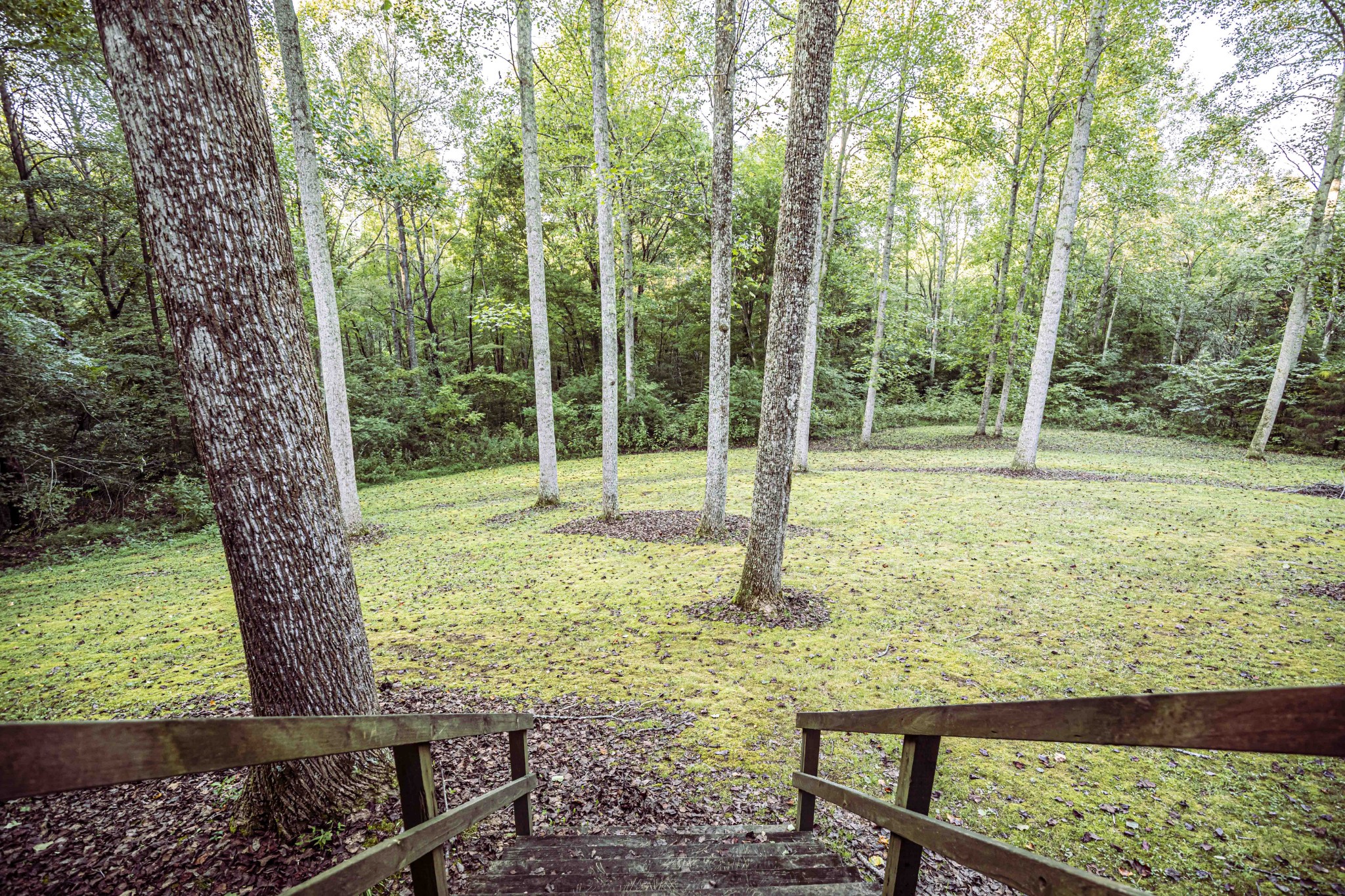 8781 Richards Road Lyles, TN 37098 - Photo 16 of 50 a view of a yard with a tree