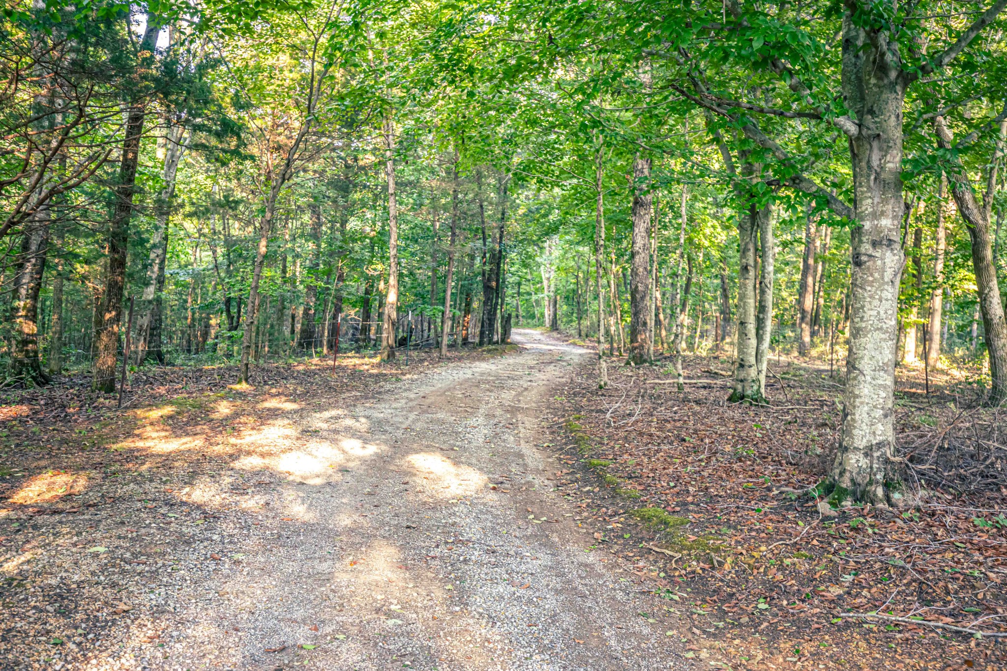 8781 Richards Road Lyles, TN 37098 - Photo 4 of 50 a view of outdoor space with trees all around