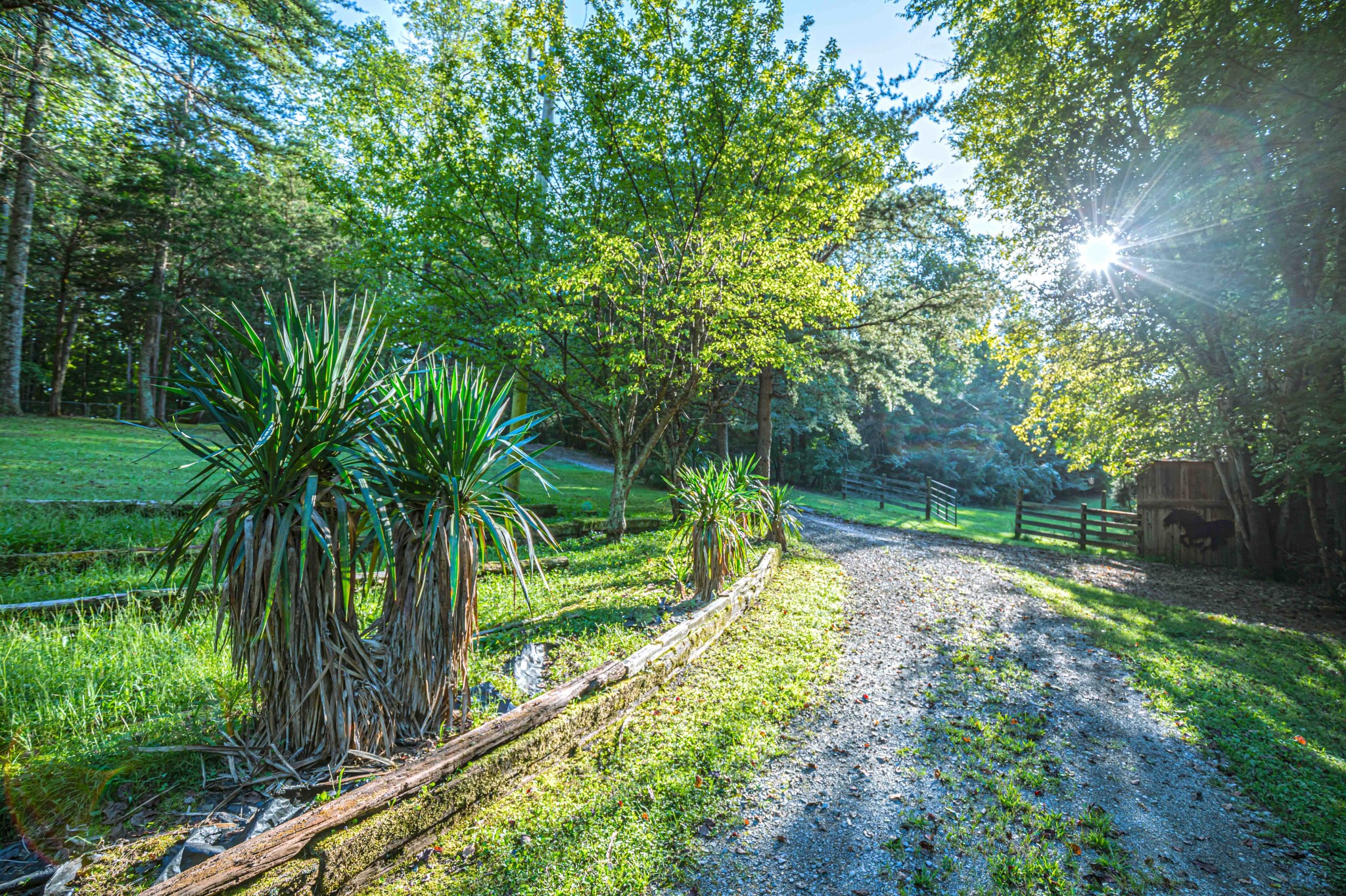 8781 Richards Road Lyles, TN 37098 - Photo 6 of 50 a view of a yard with plants and large trees