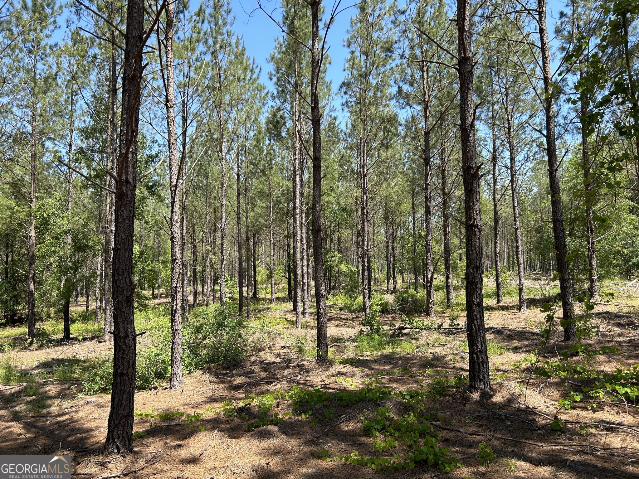 0 Dewey Thomas Road, Unit LOT 11 Dexter, GA 31019 - Photo 9 of 11 a view of outdoor space with street view