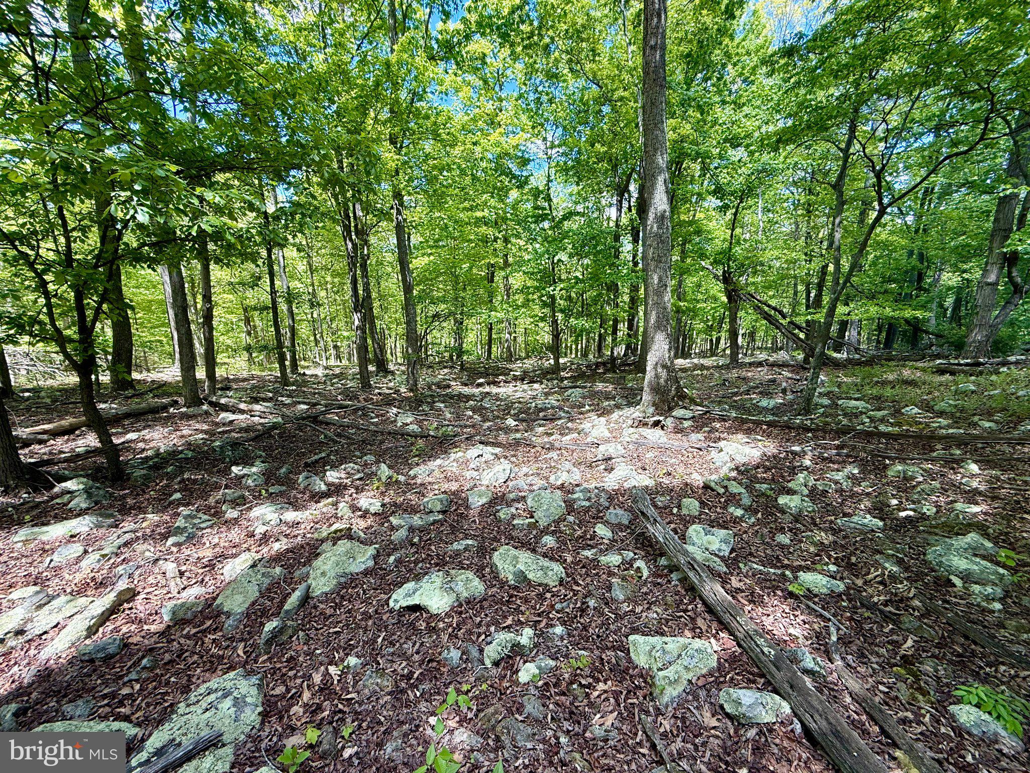 115 River Ridge Yellow Spring, WV 26865 - Photo 17 of 25 Serene woodland with rocky terrain.