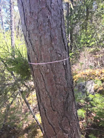 $250,000 | Lot 5 Spruce Mt Lake Road, Beddington, ME 04622