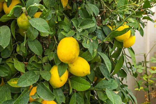 $539,900 | 1709 Fox Trot Way, Manteca, CA 95336