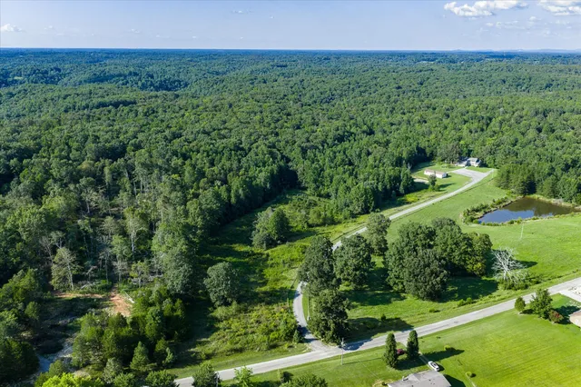 a view of a lush green forest