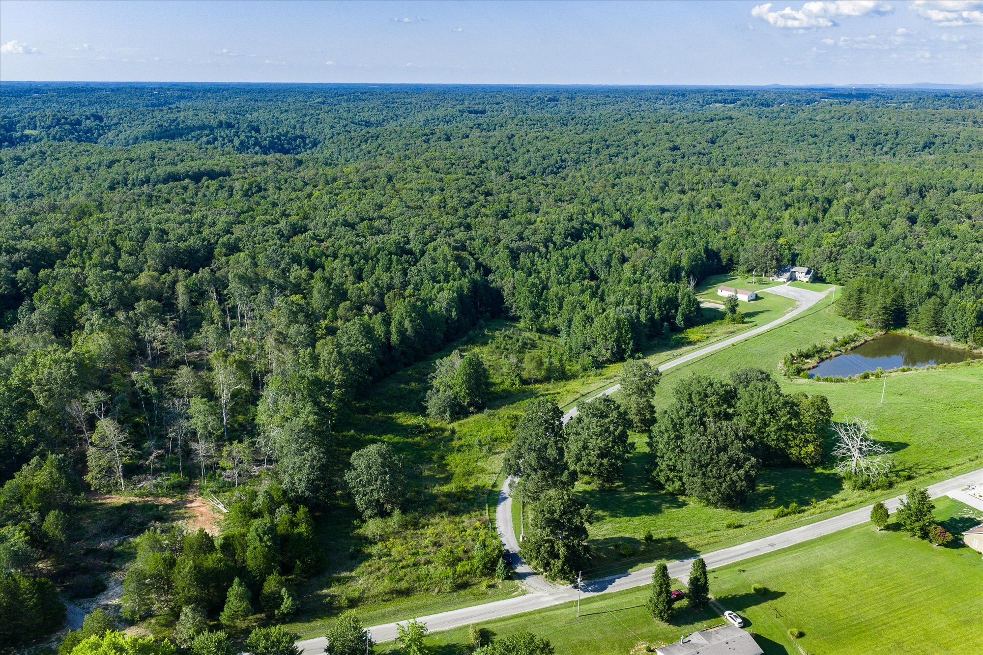 a view of a lush green forest