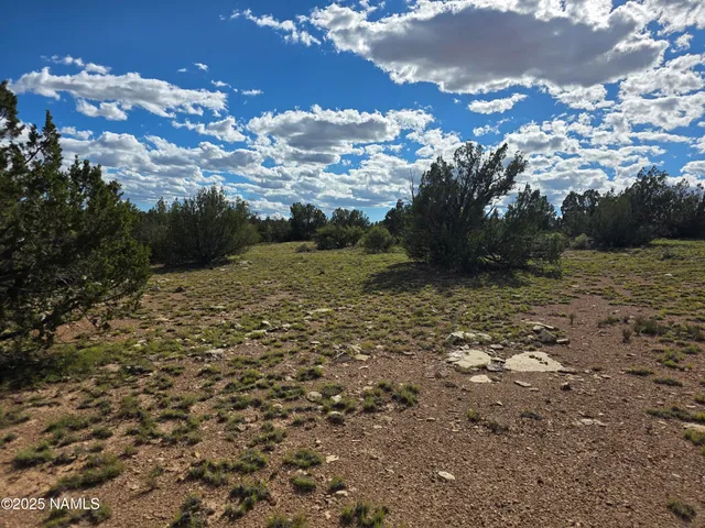 a view of a open space with trees all around