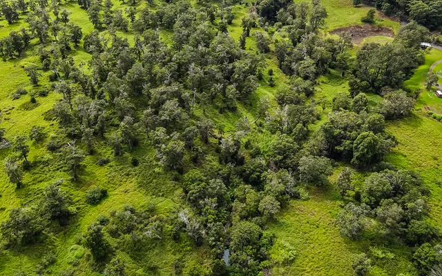 a view of a lush green forest with a houses