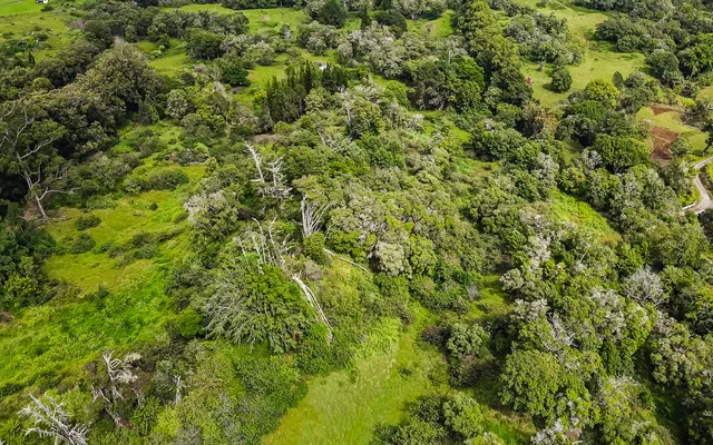 a view of a lush green forest