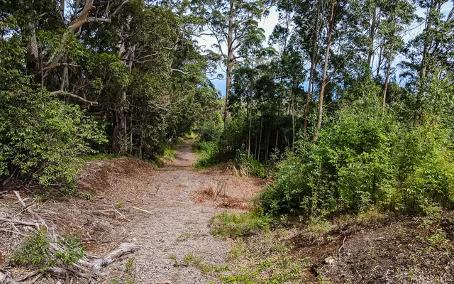 a big yard with lots of green space