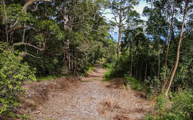 a view of a forest with trees in the background