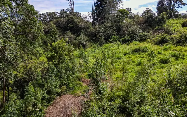 a view of a lush green forest