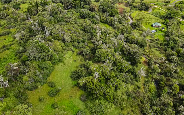 a view of a lush green forest with a street