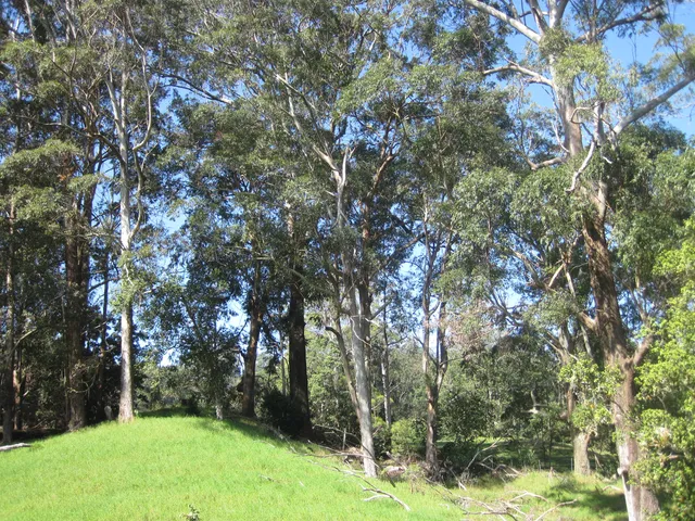 a backyard of a house with lots of trees